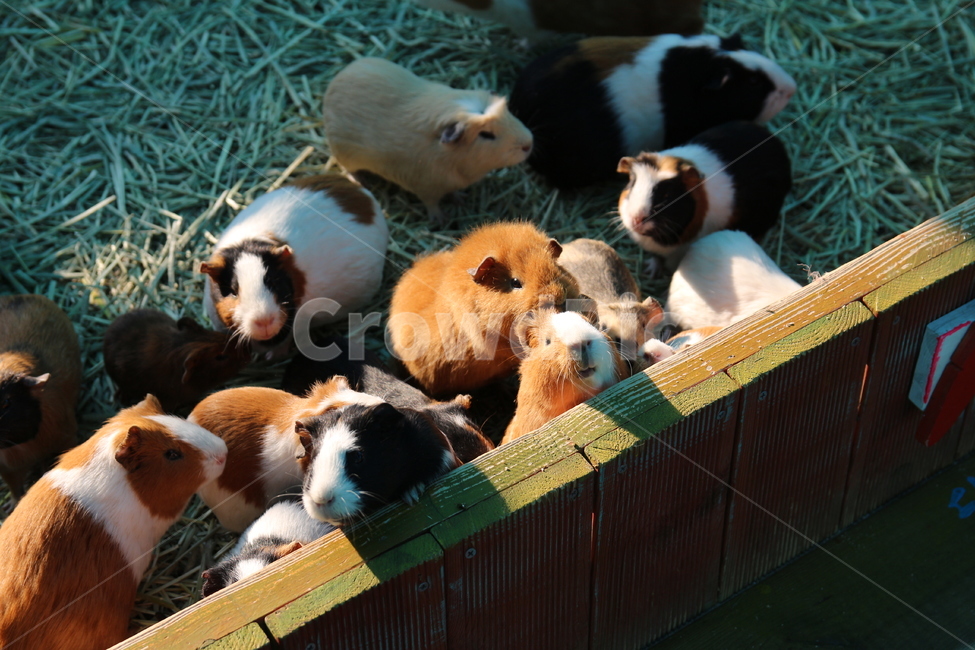 동물,반려동물,기니피그,쥐,다람쥐,동물원,커플,동물커플,기니,동물,animal,포유류,mammal