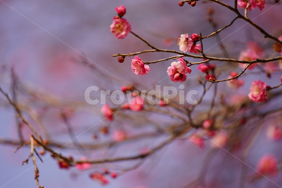 매화,홍매화,매화꽃,봄꽃,봉은사,분홍색,분홍꽃,봄,계절,spring,season,식물,자연,plants,nature,꽃,flower,plant