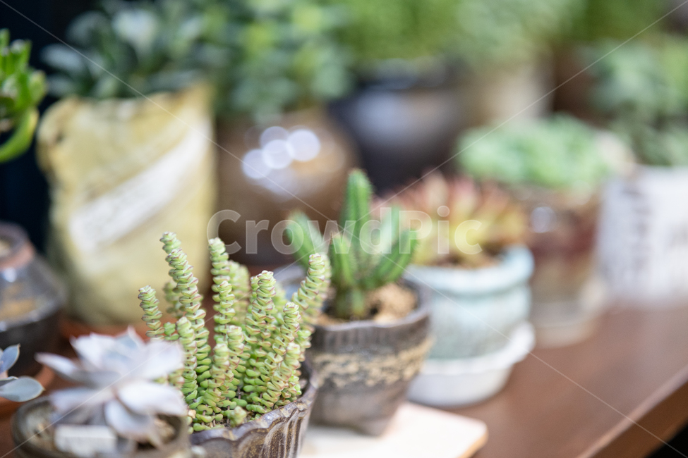 botanical,plant,다육이,다육식물,식물,실내용화초,화분,화초,house plant