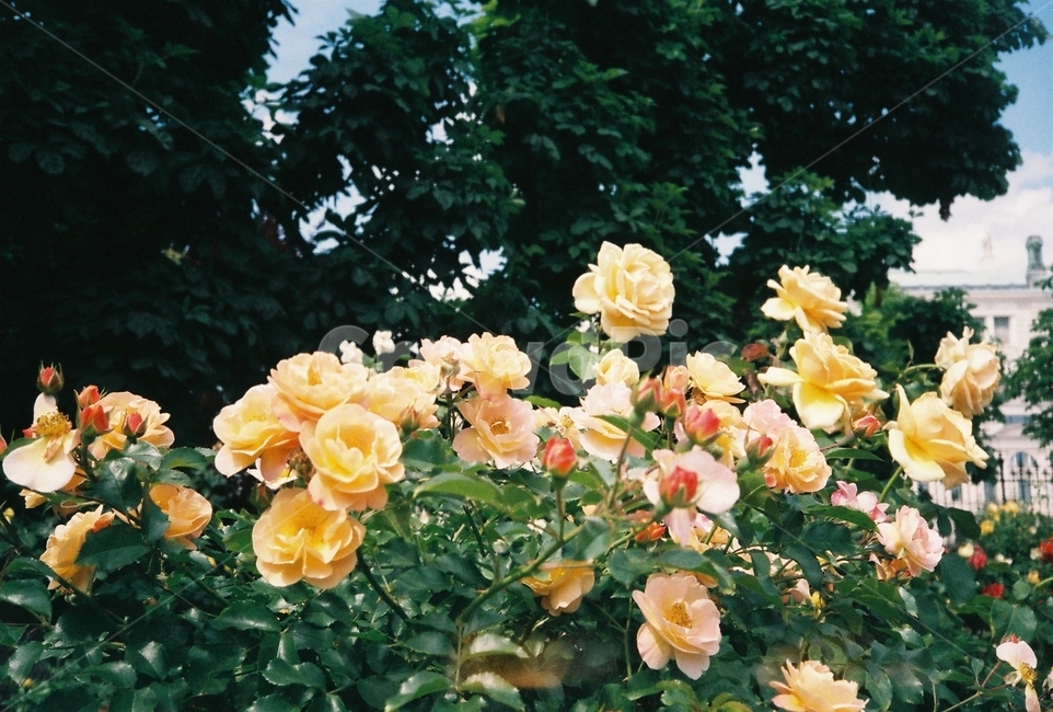 꽃,자연,풍경,노란색,장미,식물,자연,plants,nature,꽃,flower