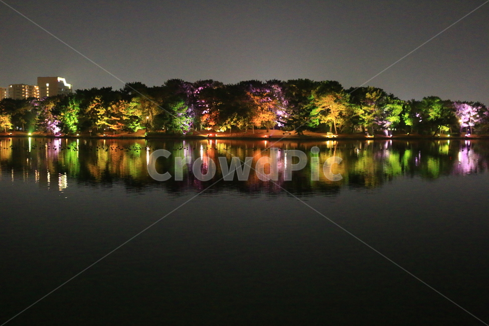 나무,강,야경,일본,공원,풍경,축제,조명,자연,풍경,nature,landscape,야경,밤,nightscape,night,water,물,outdoors,옥외,lake,호수
