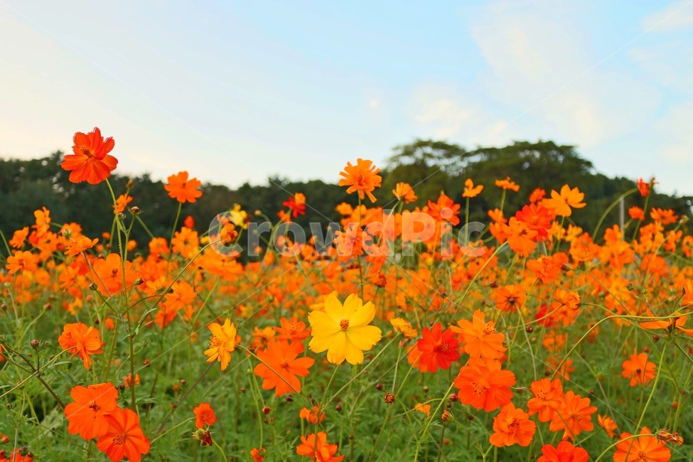 코스모스,황화코스모스,꽃,식물,풍경,가을,계절,fall,autumn,season,식물,자연,plants,nature,꽃,flower,field,들,plant,grassland,목초지,outdoors,옥외