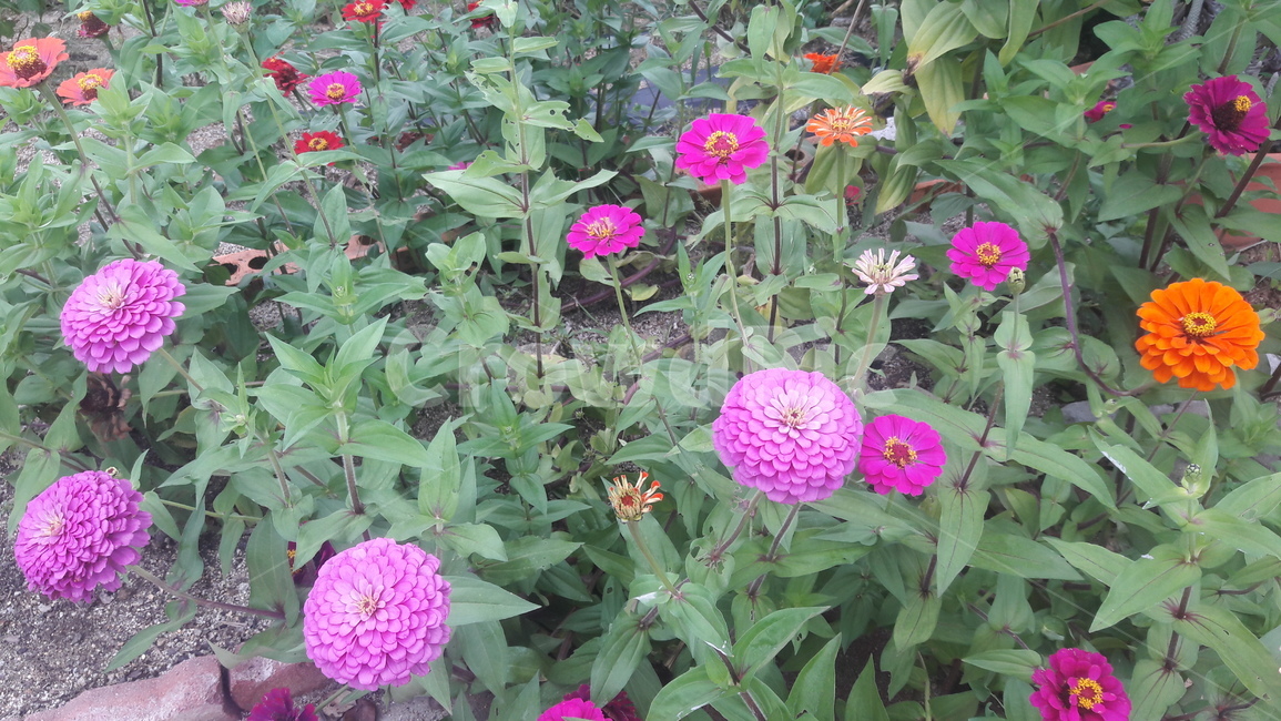 여름꽃,다알리아,꽃,봄,핑크,식물,자연,plants,nature,꽃,flower