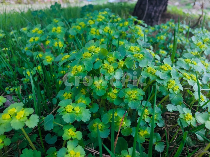풀,꽃,식물,풀잎,녹색,봄,싱그러움,식물,자연,plants,nature
