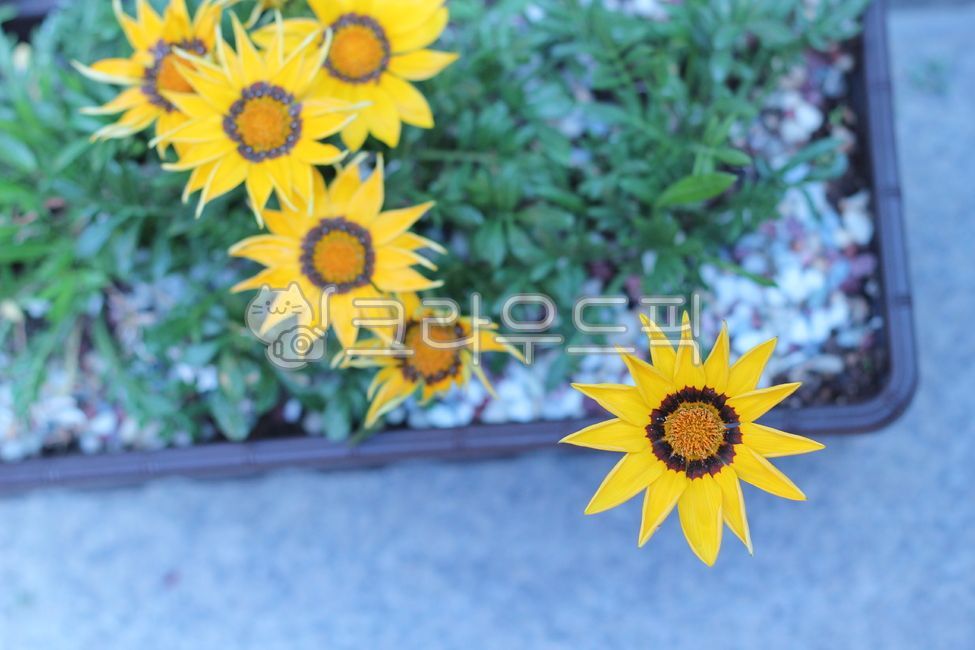 태양국,가자니아,국화,노란꽃,flower,yellow