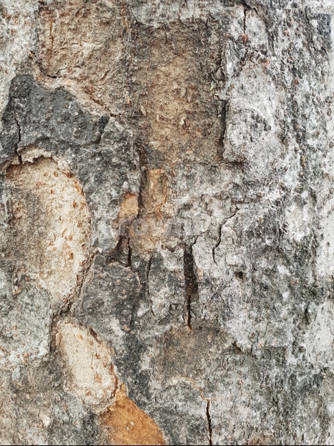 나무,나무텍스쳐,나무껍질,나무질감,질감,텍스쳐,패턴,wood,tree,texture,나무배경,pattern,무늬,자연,식물,나무,trees,wood