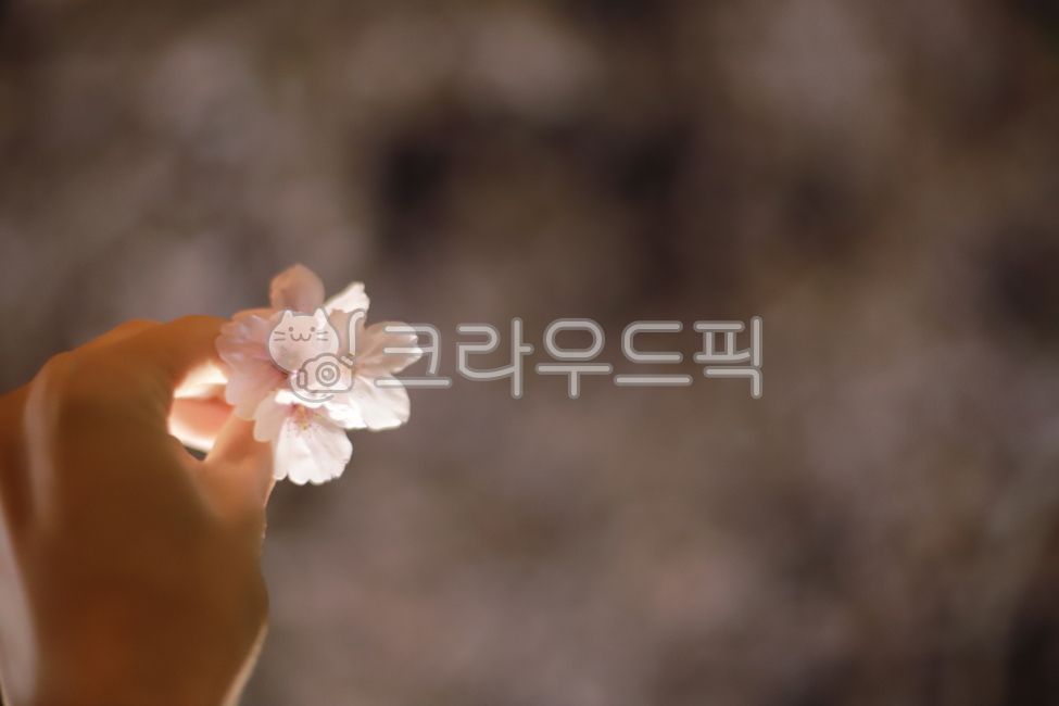 cherry blossom,popcorn tree,cherry tree,popcorn,spring,cherry blossom ending