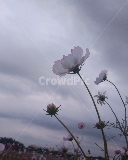 코스모스,꽃,국화,가을꽃,가을,자연,식물,코스모스축제,flowers,cosmos,fall