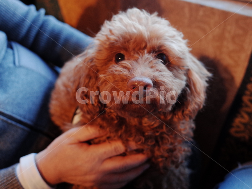 강아지,반려견,둥이,토이푸들,개,동물,animal,포유류,mammal,개,강아지,dog,doggy