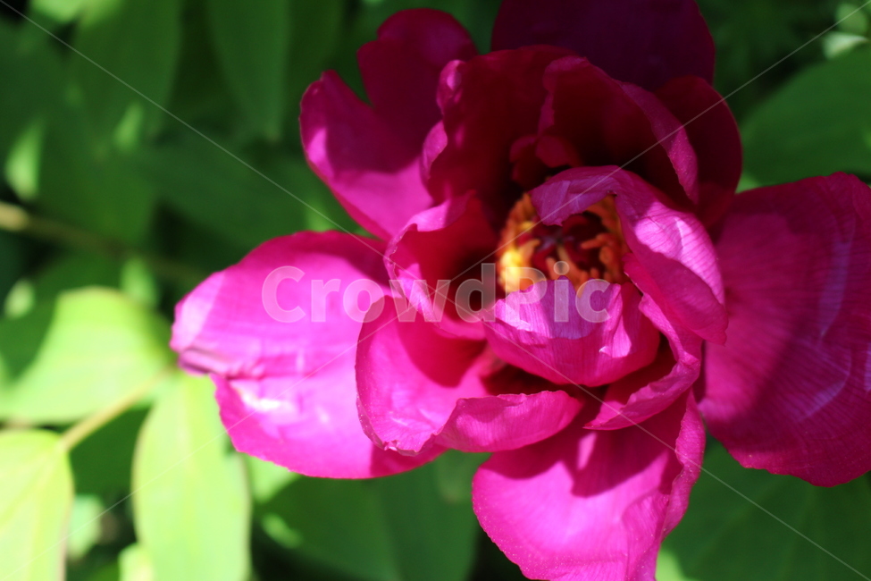 flower,blossom,꽃,plant,식물,pink,green,강렬한,화려한,아름다운