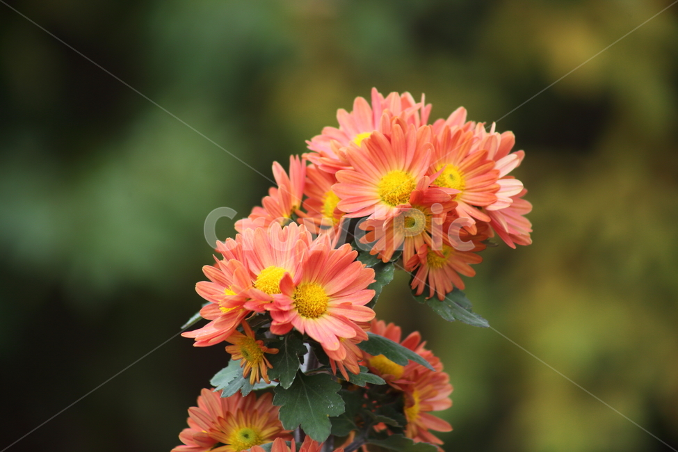 국화,식물,꽃,가을꽃,chrysanthemum,식물,자연,plants,nature,꽃,flower