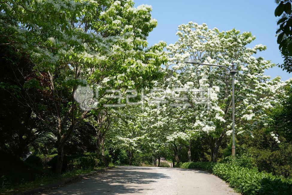 Poplar,Poplar,Tree,Flower,Plant,Snow,Shrub,Cultivated,European,Leaf,Garden,Green,Green Leaves,Snowflake,Poplar
