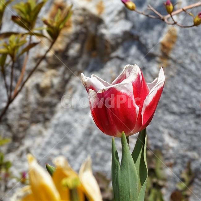 튤립,꽃,식물,자연,flower,plant