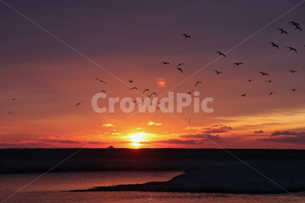 해돋이,일출,새해,경주,바다,nature,자연,outdoors,옥외,animal,동물,bird,새,해,sun,sunrise,붉은하늘,맑은하늘,예쁜하늘,sea,자연,풍경,nature,landscape