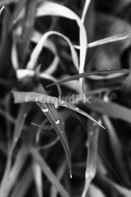 풀잎,이슬,감성,감성흑백,생명력,봄,잔디,식물,자연,plants,nature,흑백,모노톤,monochrome,black and white