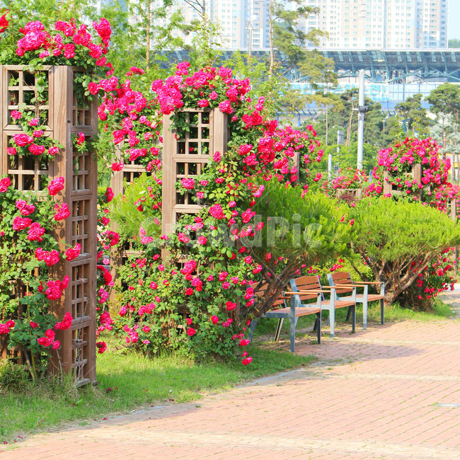 감성사진,자연,하늘,꽃,장미,색감,보정,flower,sky,summer,nature,red,의자,color,도시,풍경,city,landscape,한국도시풍경,한국도시경관,korea cityscape,식물,자연,plants,nature,꽃,flower,outdoors,옥외,garden,정원,arbour,정자