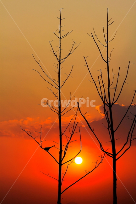 붉은노을,까치,나무,실루엣,노을,석양,red,tree,sun,sunset,붉은태양,자연,풍경,nature,landscape,식물,plants,나무,trees,wood,outdoors,옥외,일몰,red sky,붉은 하늘,sky,하늘,dusk,황혼,dawn,새벽