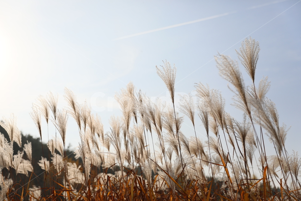 가을,억새,풍경,식물,자연,가을,계절,fall,autumn,season,식물,자연,plants,nature,grass,잔디,plant,lawn