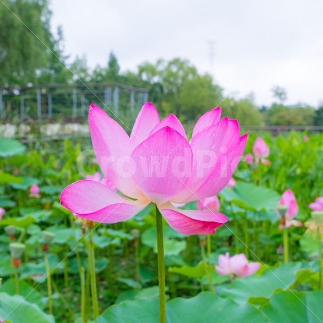 정물,풍경,연꽃,선유도,비,장마,식물,자연,plants,nature,꽃,flower
