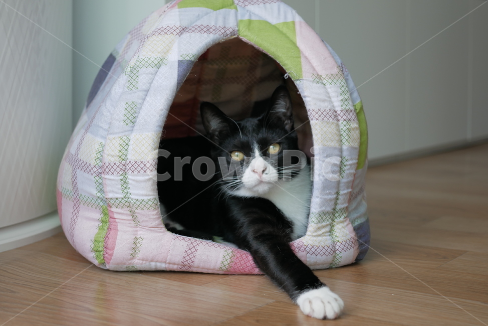 고양이,개냥이,애교,호기심,표정,얼굴,동물,귀여운