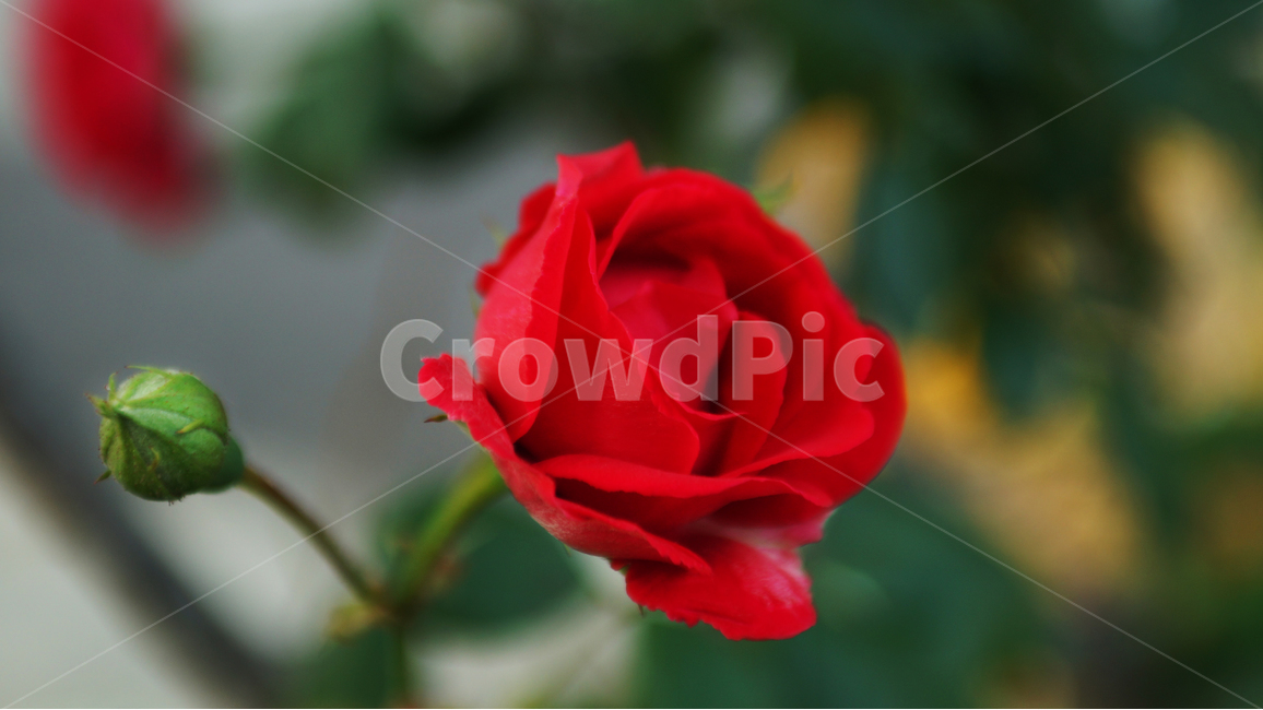 장미,꽃,분위기,빨간장미,따뜻함,redrose,flower,rose,red,mood,warm,color,colorful,natural,식물,자연,plants,nature,꽃,flower