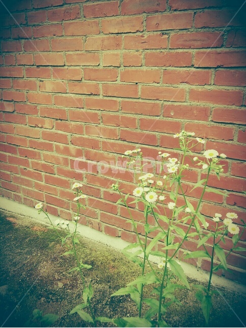 빈티지,감성,꽃,벽돌,벽,식물,자연,plants,nature