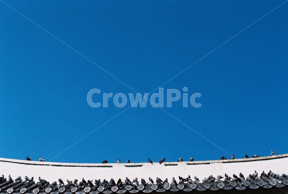 처마,새,하늘,비둘기,쪼르르,한국전통,한국문화,korean traditional,korean culture,동물,animal,조류,새,birds,건축물,건물외관,exterior,building,structure,architecture,construction