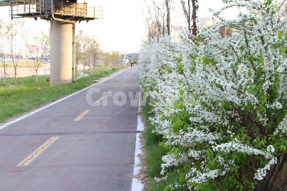 꽃,봄,중랑천,길,운동,봄,계절,spring,season,식물,자연,plants,nature,꽃,flower