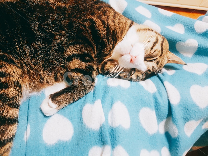 고양이,동물,애완동물,애완묘,잠,동물,animal,포유류,mammal,고양이,cat,kitten,kitty