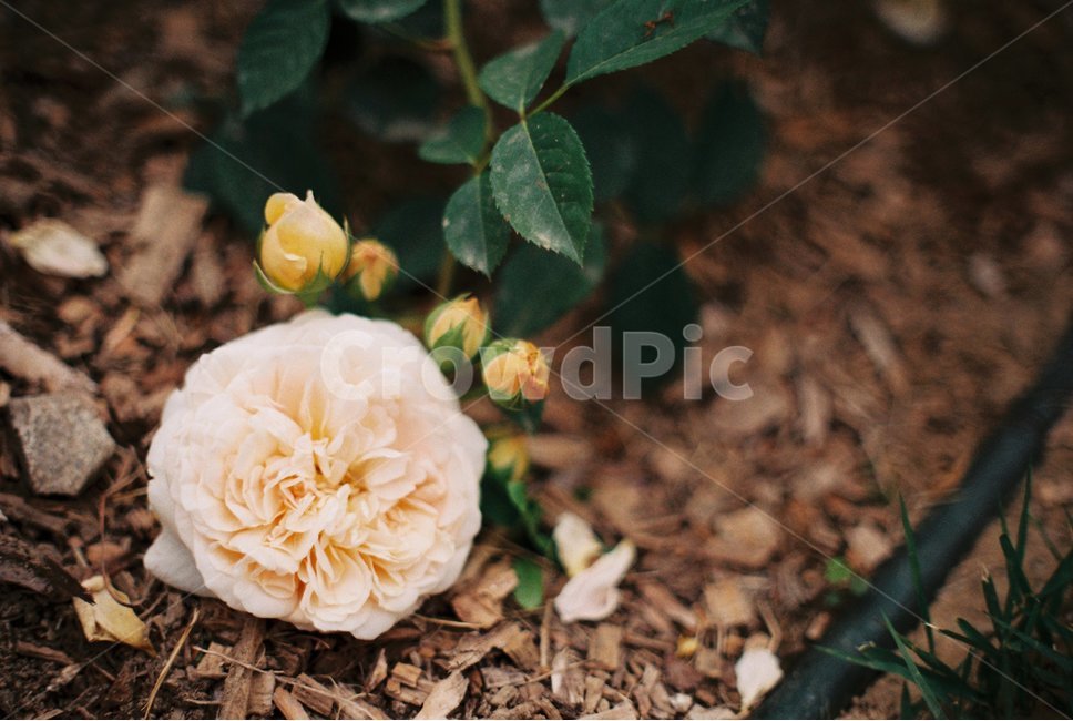 장미,꽃,장미축제,안양,서울공원,감성,감성사진,필름,필름사진,flower,rose,leaf,film