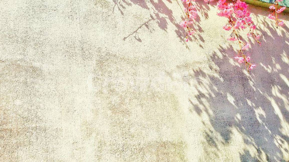 꽃,담,자연,nature,풍경