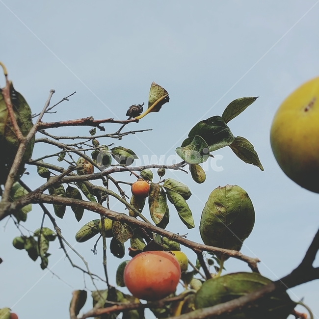 plant,식물,fruit,과일,감,persimmon,감나무