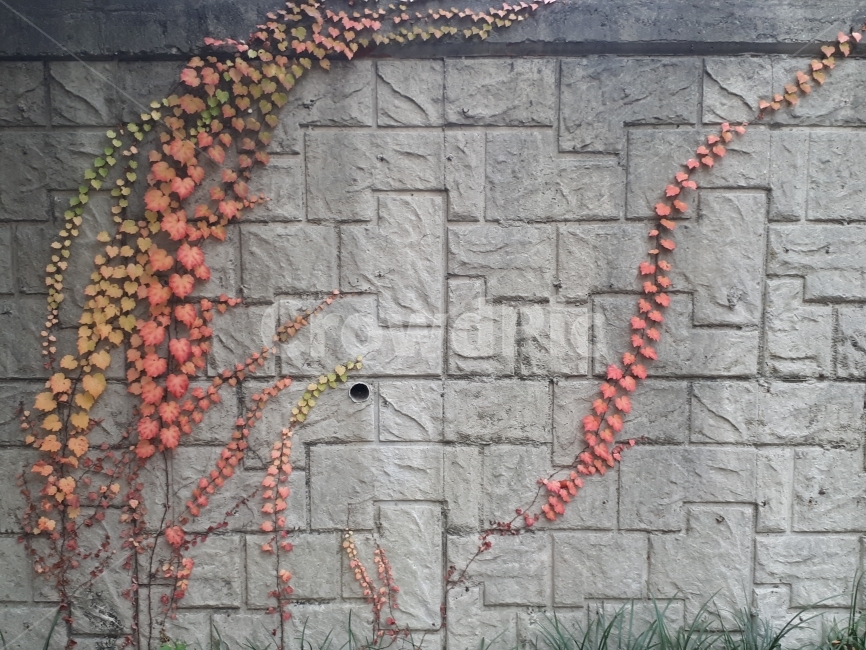 담쟁이,단풍,가을,나의길,나뭇잎,식물,자연,plants,nature