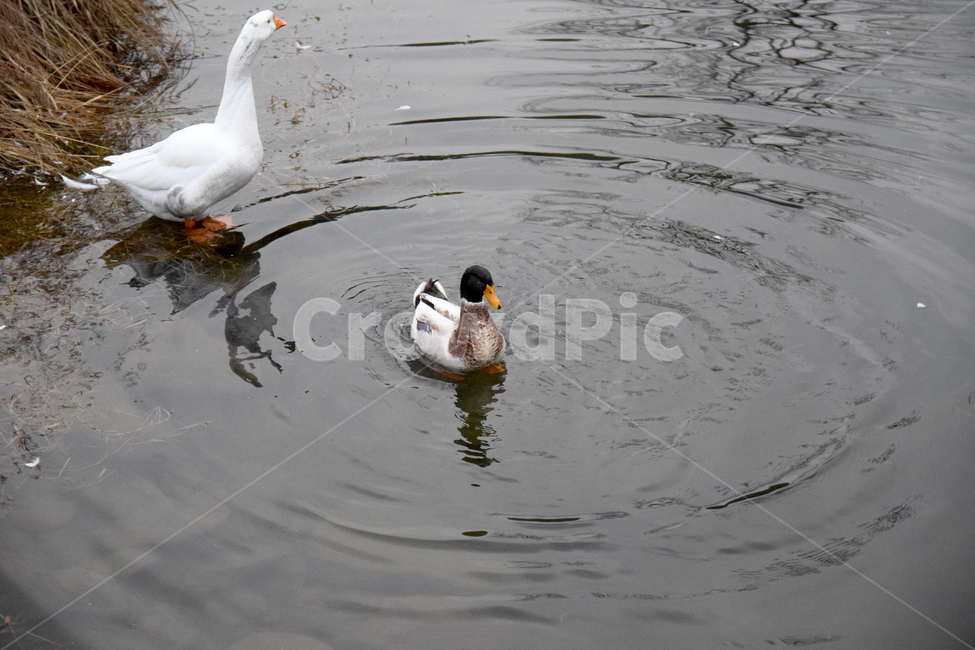 거위,오리,청둥오리,조류,새,goose,duck,호수,동물,animal,조류,새,birds