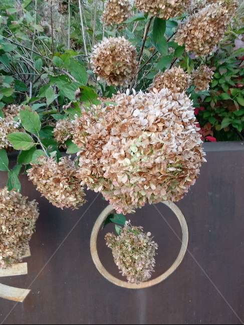 꽃,식물,수국,plant,flower,식물,자연,plants,nature,꽃,flower