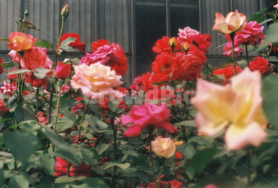 필름사진,장미,봄,장미꽃,여름,초여름,자연,plant,flower,식물,leaf,geranium,잎,제라늄,blossom,꽃