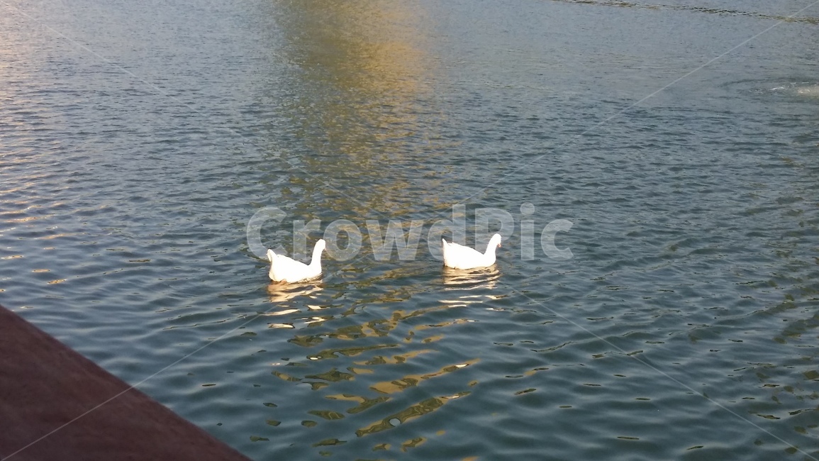 호수,오리,lake,duck,한강,river,동물,animal,조류,새,birds