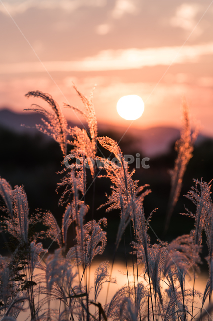 노을,갈대,바람,햇살,감성,sunset,하늘,가을,계절,fall,autumn,season,식물,자연,plants,nature,plant,grass,잔디,lawn