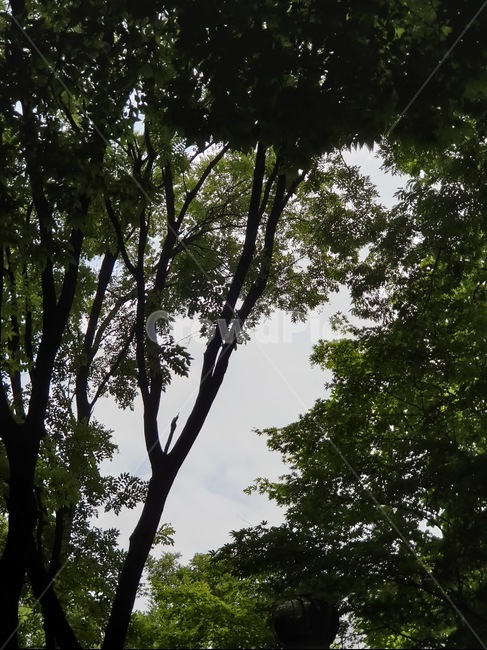 자연,하늘,구름,sky,crowd,감성,나무,공간,사이,틈새,초록,하늘색,blue