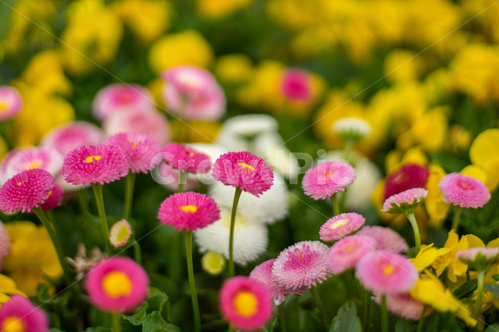 데이지,봄,꽃,자연,식물,근접,식물,자연,plants,nature,꽃,flower