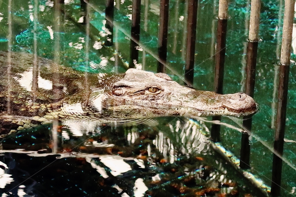 동물원,동물,악어,alligator,파충류,동물,animal,파충류,양서류,reptile,amphibian