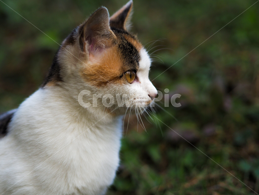 고양이,야옹이,길고양이,cat,길냥이,얼룩고양이,눈빛,눈동자,숲속,숲,옆모습,어린고양이,새끼고양이,동물,animal,포유류,mammal,고양이,cat,kitten,kitty