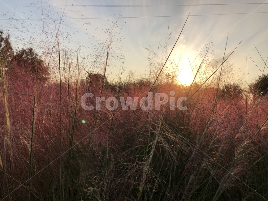 핑크뮬리,가을,노을,갈대,한강공원,자연,야외,식물,자연,plants,nature