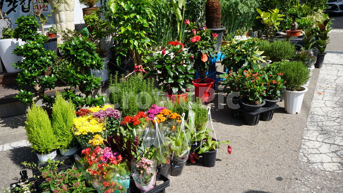 시장구경,장구경,화분,시장풍경,꽃집,실내용화초,화분,화초,house plant