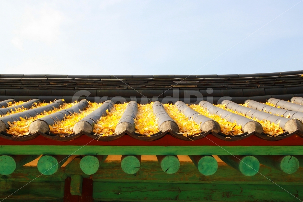 가을,은행잎,한옥,은행나무,낙엽,가을,계절,fall,autumn,season,한국전통,한국문화,korean traditional,korean culture,roof,지붕