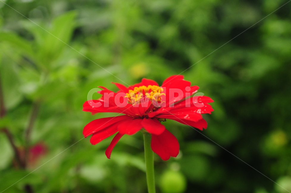 꽃,봄,flower,spring,식물