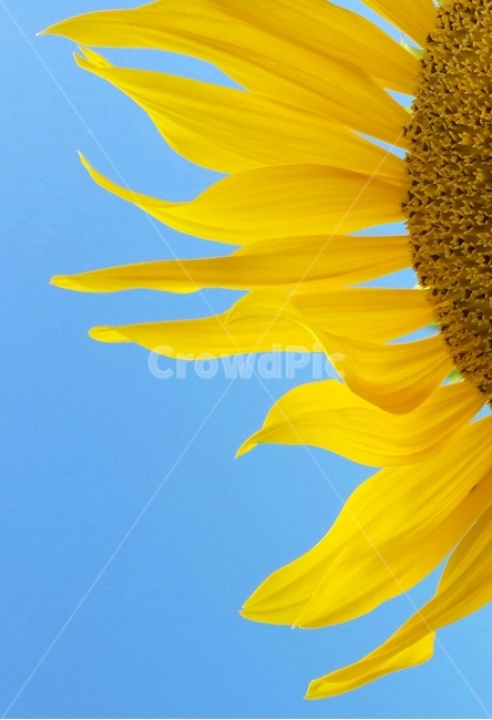 가을,하늘,풍경,해바라기,꽃,여름,계절,summer,season,가을,fall,autumn,식물,자연,plants,nature,꽃,flower,plant,blossom,sunflower
