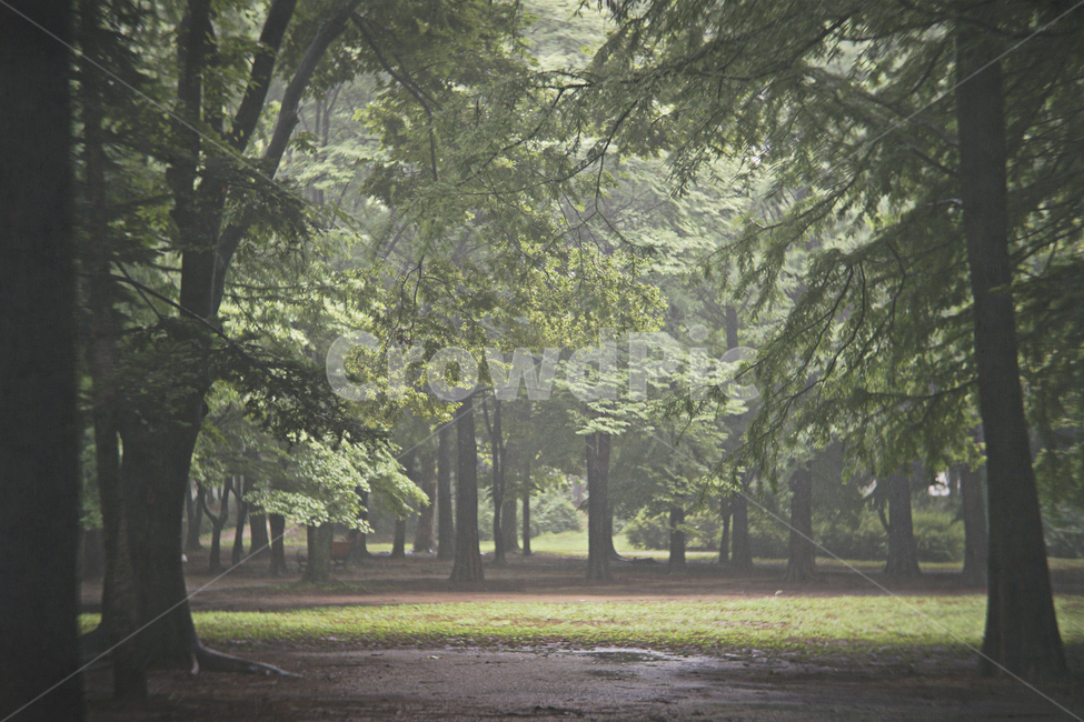 숲,나무,초록,감성,빛,forest,green,sun,nature,landscape,light,자연,풍경,nature,landscape