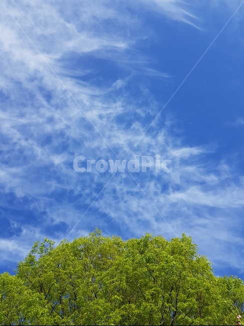 푸른,하늘,초록,나무,상쾌,자연,풍경,nature,landscape,outdoors,옥외,weather,날씨