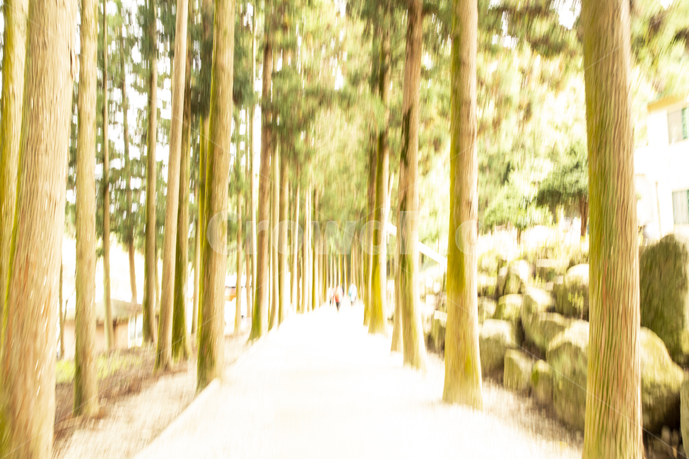 길,나무,메타세콰이아길,메타세콰이아,흔들림,보성,자연,풍경,nature,landscape,tree,plant,식물